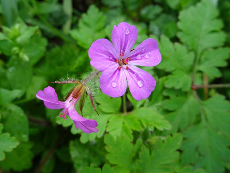 Hundsheimer Berg